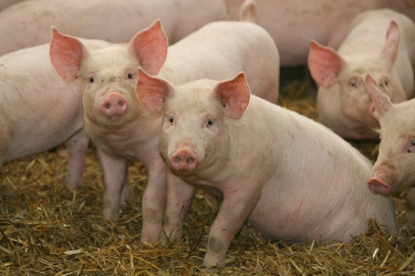 칠레 돼지고기 수출량이 늘어나고 있다.
