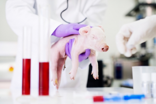 항생제 사용이 돼지의 내성 대장균 발병률을 높인다는 연구 결과가 나왔다.