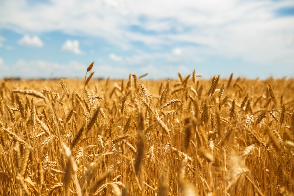 올해 글로벌 곡물 생산량이 크게 증가할 전망이다.