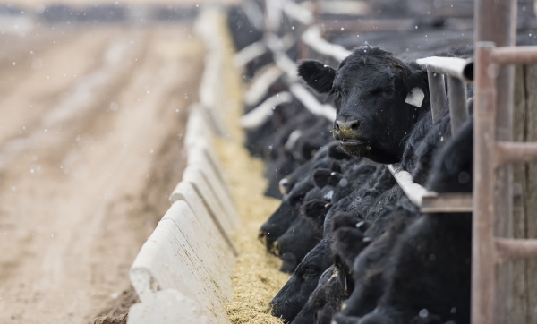 가축 사육으로 인한 영국의 암모니아 발생량이 크게 증가한 것으로 나타났다.