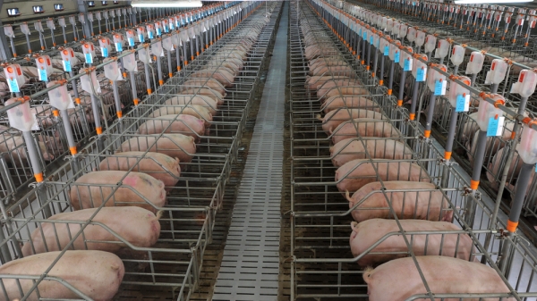 중국의 돼지고기 생산량이 오는 2024년 ASF 사태 이전 수준을 회복할 거란 전망이 나왔다.