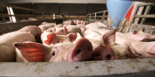 ASF 사태 장기화로 중국의 사육돼지 가격이 폭등하고 있다.