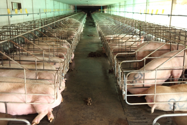ASF 발병에도 국내 돼지고기 가격은 안정세를 유지할 전망이다.
