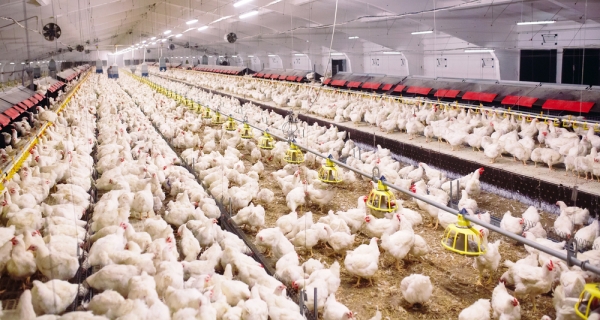 새해부터 축산물이력제가 닭·오리·계란에 확대 시행된다.