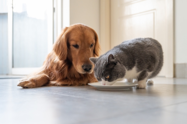 고양이와 개를 모두 키우는 가정에선 개 페르몬 제품을 사용하는 게 두 동물의 관계 개선에 좋다.
