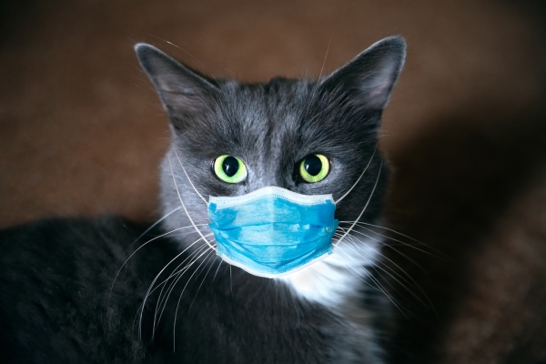 반려묘가 다른 고양이에게 코로나19 바이러스를 전파하는 것이 확인됐다.