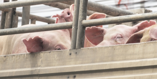 돼지 사료·짚·운송차량을 통한 아프리카돼지열병 확산 가능성이 제기됐다.