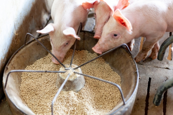 EU가 가축 부산물로 만드는 가공 동물 단백질 사용을 허가하는 개정안 마련에 나섰다.