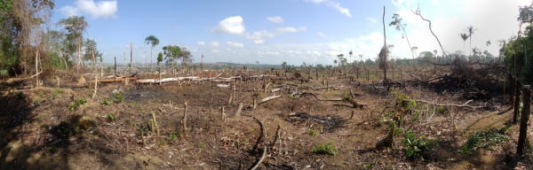 불법으로 개간된 브라질의 산림