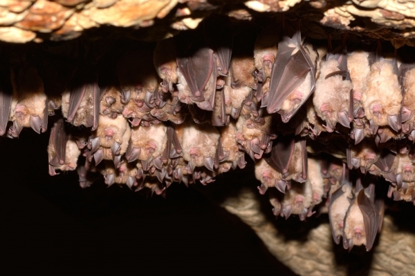 아프리카 야생 박쥐에서 지카바이러스 RNA가 검출됐다.