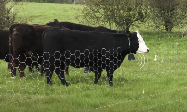 가상 울타리 솔루션을 제공하는 노르웨이 스타트업 노펜스. 소가 울타리 경계에 닿으면 소리 및 전기 신호를 전달한다. (이미지 출처 : Nofence)