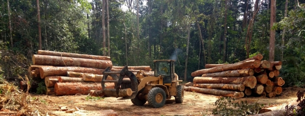 산림벌채가 이뤄지고 있는 아마존의 모습