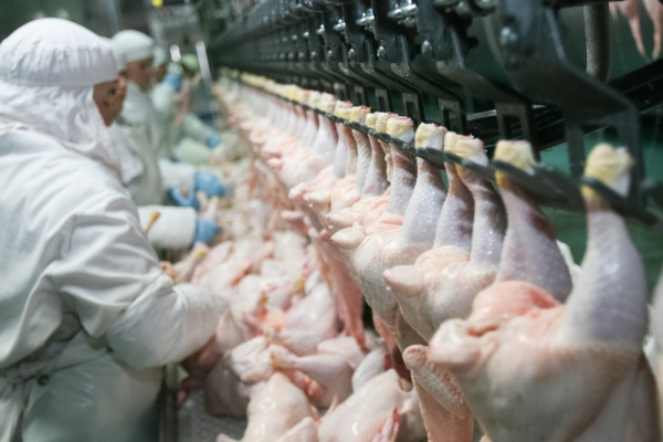 글로벌 가금류 시장이 지속 성장할 것이란 전망이 나왔다. 사진은 닭을 가공하는 공장의 작업 모습.