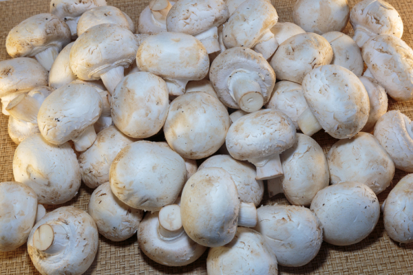 곰팡이 단백질 개발에 사용되는 흰 버섯. 흔히 양송이 버섯이라고도 부른다.