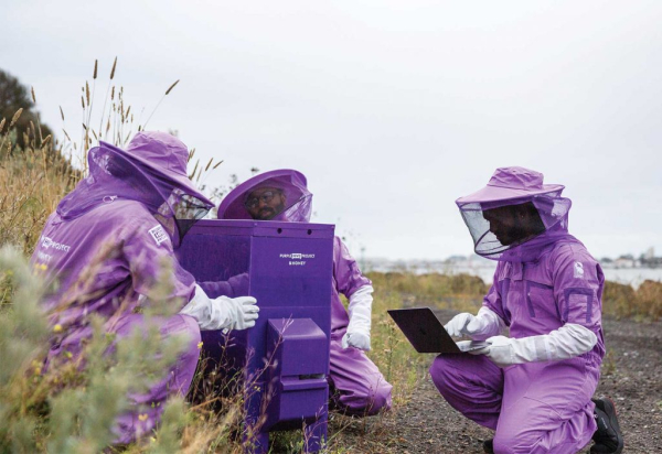 비마나 테크가 개발한 꿀벌 모니터링 시스템 '퍼플 하이브(Purple Hive)'(이미지 출처 : 비마나 테크)