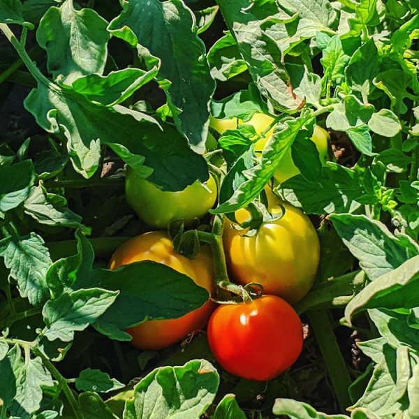 니트리시티가 개발한 질소 비료 생산 시스템으로 재배한 토마토 (이미지 출처 : 니트리시티)