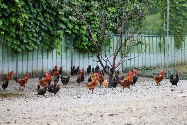 닭을 방목해 기르는 황실토종닭농장 모습