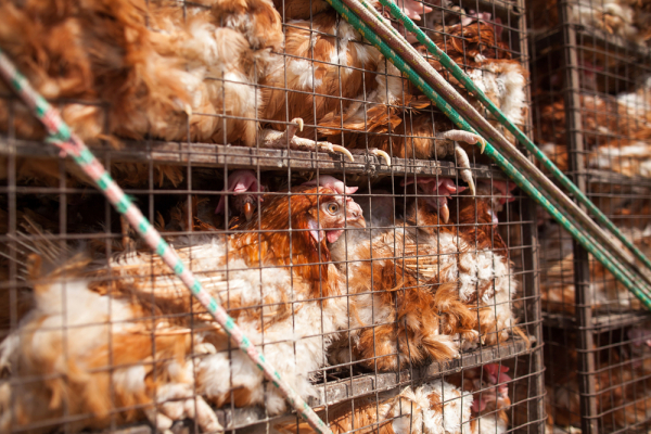 EU가 공장식 사육과 닭 부리 제거 금지 등 동물복지를 위해 관련 법안 강화를 검토하고 있다. 사진은 케이지에서 사육 중인 닭의 모습.