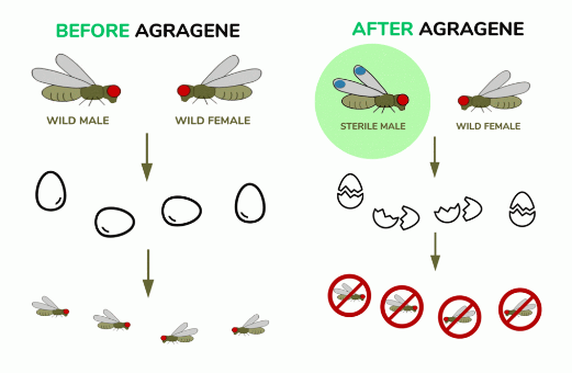 아그라진의 유전자 편집 기술로 해충을 방제하는 원리 (이미지 출처 : 아그라진)