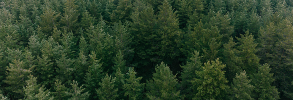 기후 변화 대응을 위해 숲 복원이 필요하다. 자신은 소나무숲의 모습