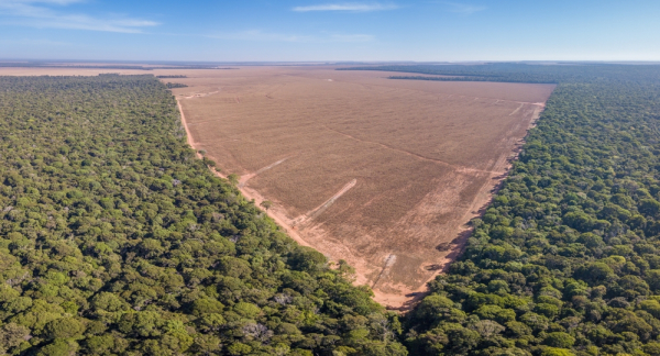 中 육류 수출 늘리는 브라질...다시 위협받는 아마존 열대우림